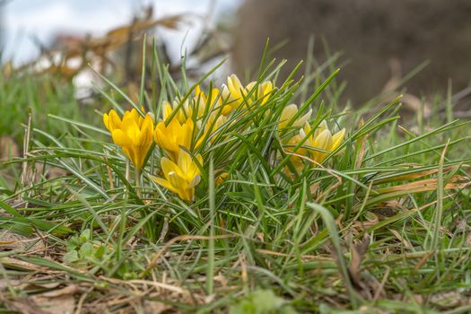 yellow blue white crocus in spring easter season garden