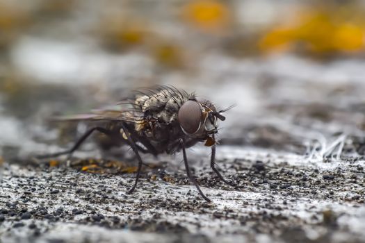 first little fly in spring season