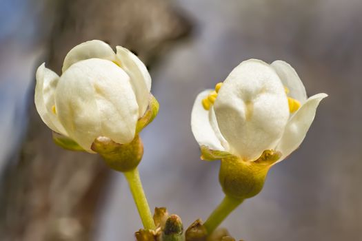 spring mirabelle blossoms in april