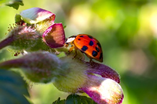 Lady Bug in my spring garden