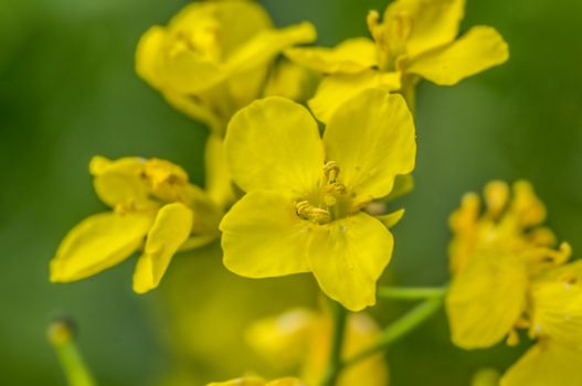 rape blossom branch in the season garden