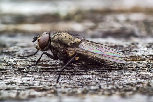 first little fly in spring season
