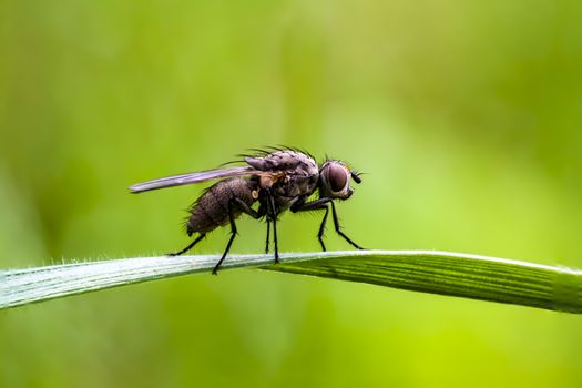 first little fly in spring season