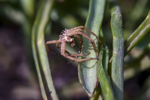 skin of a predatory spider close up