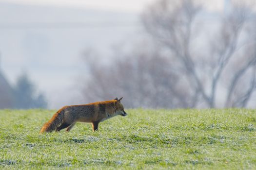 young fox at a fox cave