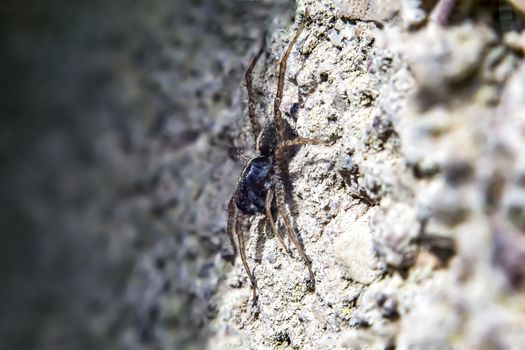 wolf spider close up