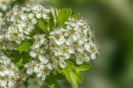 plum blossom branch in the season garden
