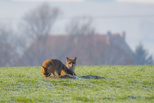 young fox couple at a fox cave
