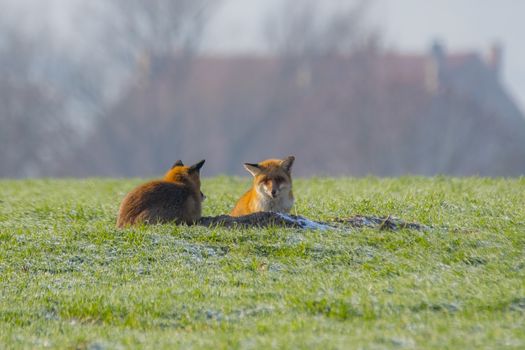 young fox couple at a fox cave