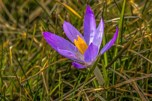 wild violet crocus in season spring garden