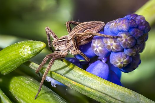 predatory spider close up