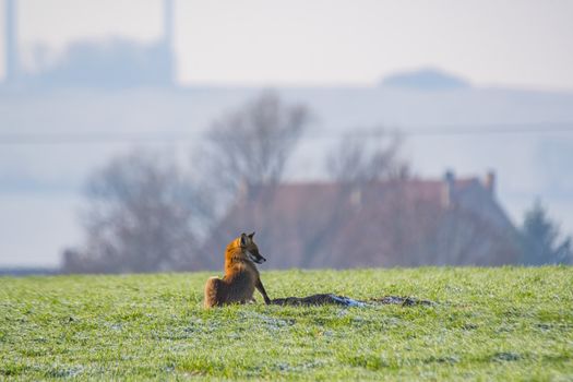 young fox at a fox cave