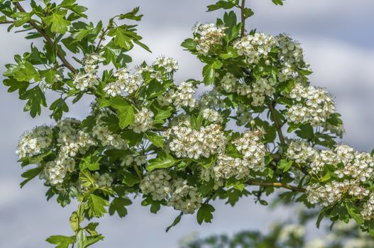 plum blossom branch in the season garden