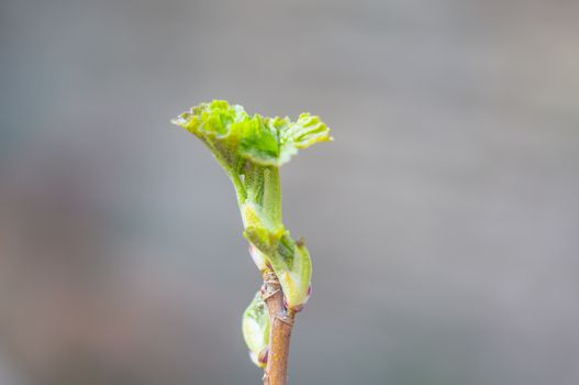 fresh spring blossom flower for easter season