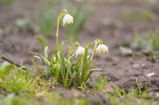 fresh spring blossom flower for easter season
