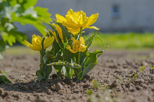 spring flower in my summer season garden