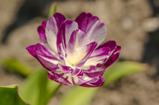 spring flower in my summer season garden