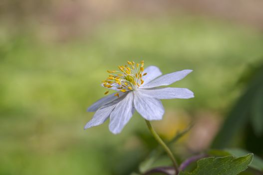 grove wind flower in the green season forest
