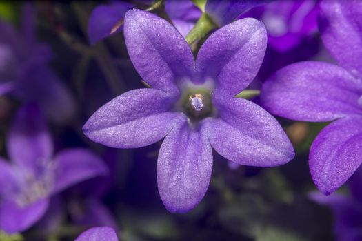 purple violet easter flower spring blossom in my garden