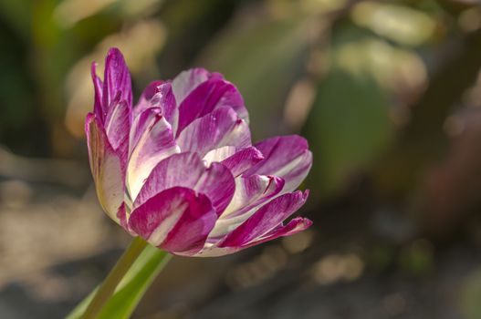 spring flower in my summer season garden