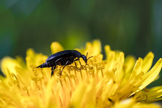 little beetle on a yellow dandelion blossom