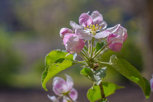 spring flower in my summer season garden