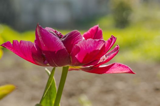 spring flower in my summer season garden