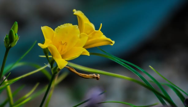 The yellow flowers with burly back ground