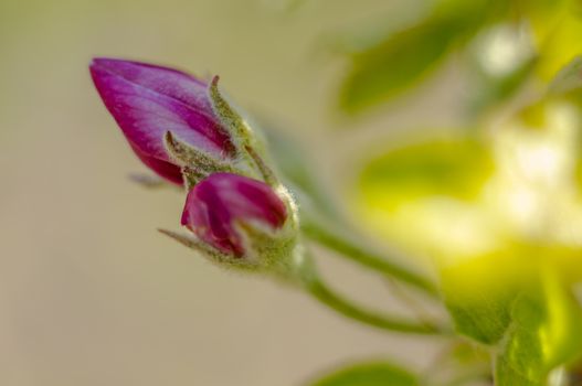 spring flower in my summer season garden