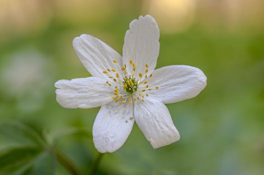 grove wind flower in the green season forest