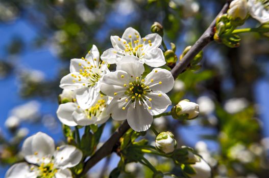 young cherry blossom in spring season