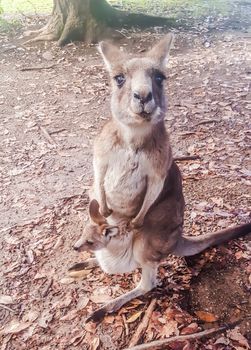 this picture was taken in australian zoo which is showing kangaroo with her baby on belly