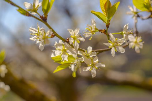 spring flower in my summer season garden