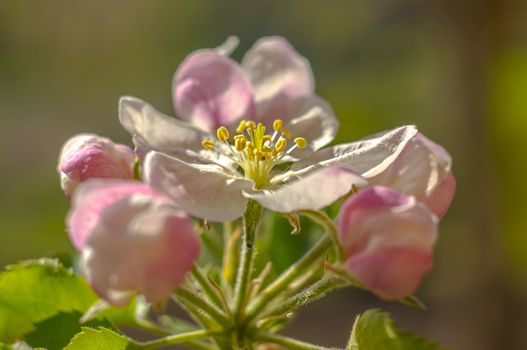 spring flower in my summer season garden
