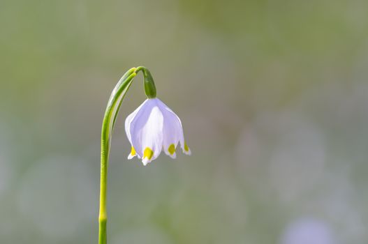 fresh spring blossom flower for easter season