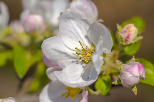 spring flower in my summer season garden
