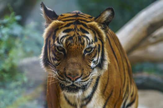 wild tiger watching for prey in the green jungle