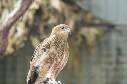 This was taken in australian zoo. It is wild bird called eagle
