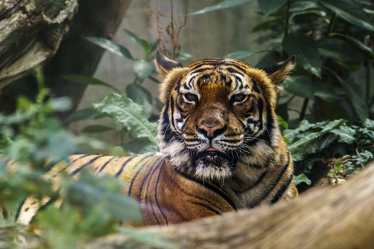 wild tiger watching for prey in the green jungle