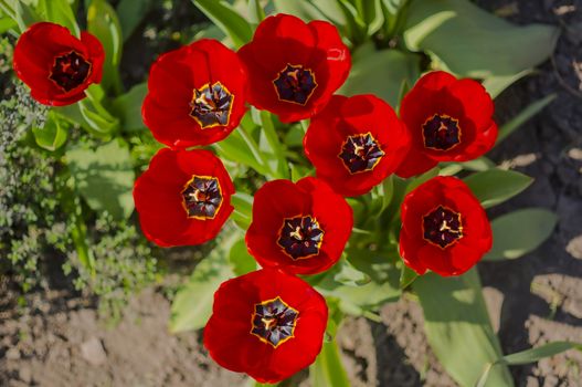 spring flower in my summer season garden