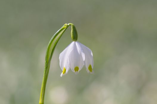 fresh spring blossom flower for easter season