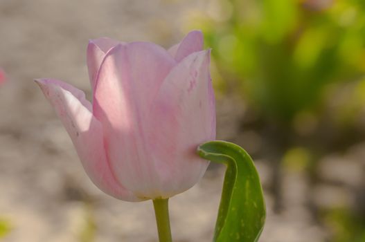 spring flower in my summer season garden