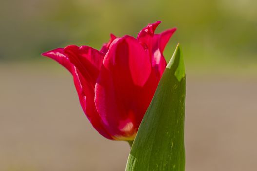 spring flower in my summer season garden