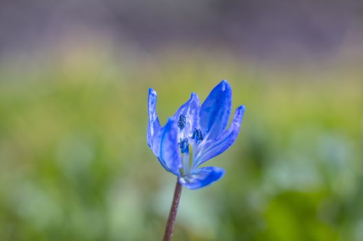 fresh spring blossom flower for easter season