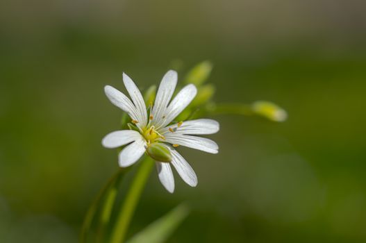 spring flower in my summer season garden