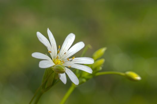 spring flower in my summer season garden