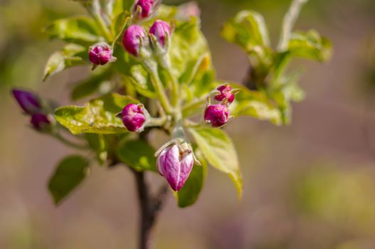 spring flower in my summer season garden