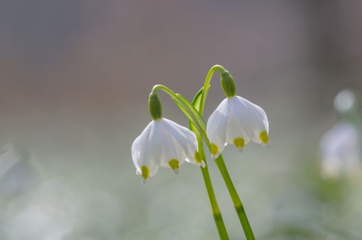 fresh spring blossom flower for easter season