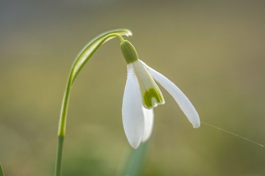 fresh Snow drops flower blossom in my garden