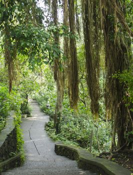 Walking on the bush monkey forest in Ubud bali Indonesia